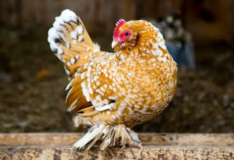 9 Chicken Breeds With Feathers on Feet and How to Care For Them