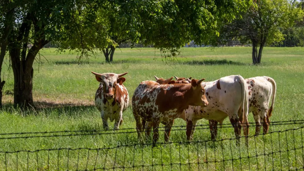 Advantages of Raising a baby cows