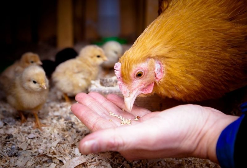 Best Places To Buy Chicken Feed