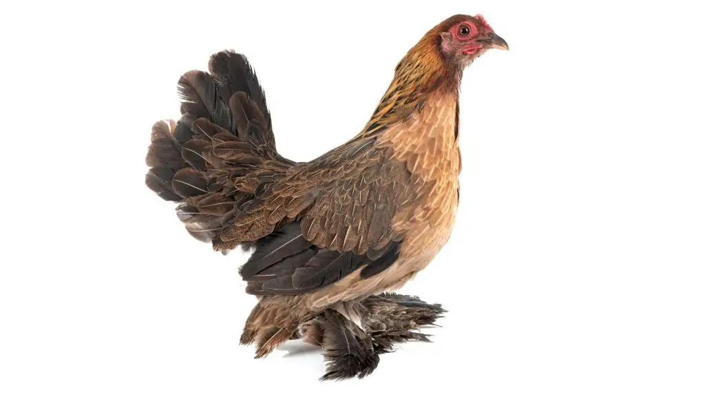 Booted Bantam