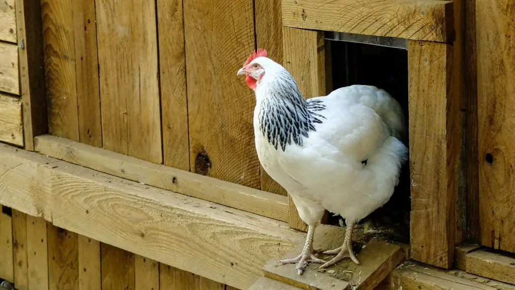 Do Chicken Coops Attract Snakes