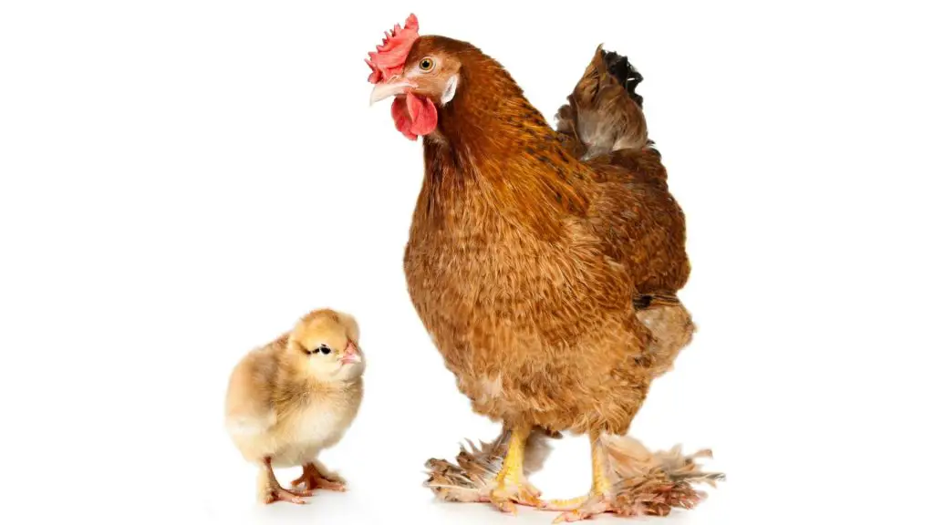 Do Chickens Feed Their Chicks