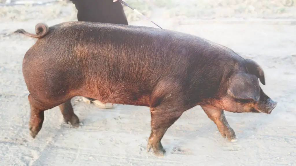 Duroc Pigs.