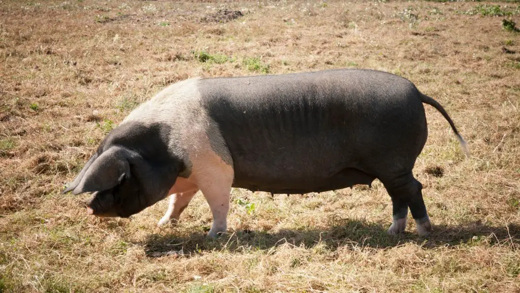 Hampshire Pigs