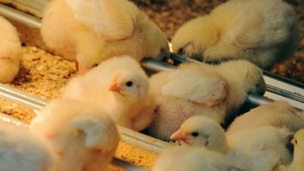 How Long to Feed Medicated Chick Starter