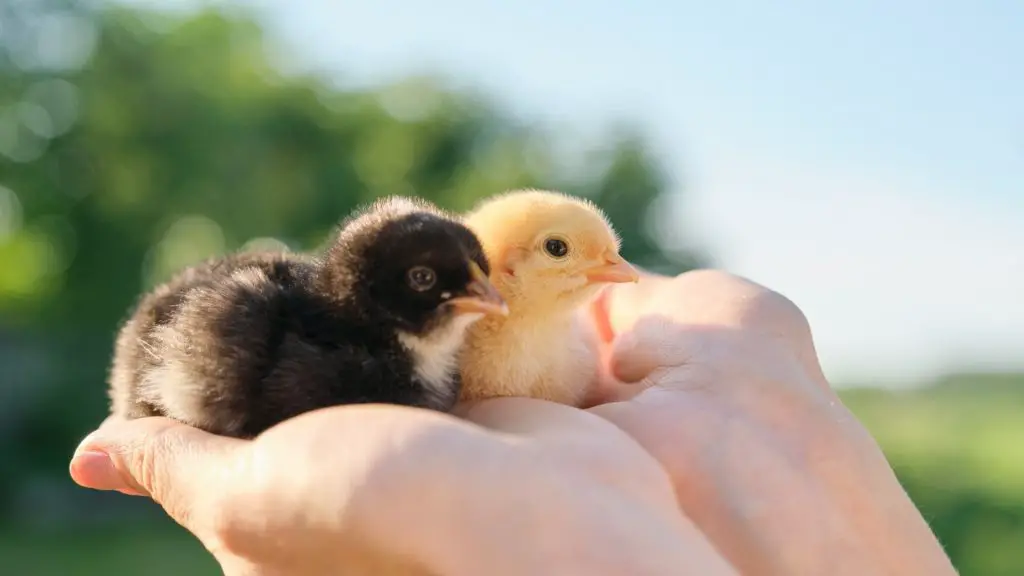 How Much Are Baby Chicks