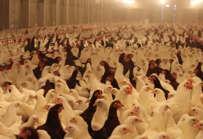 How Much Do Chicken Farmers Make