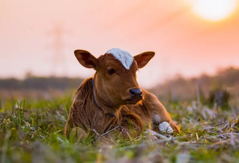 How Much Does A Baby Cow Cost in the USA