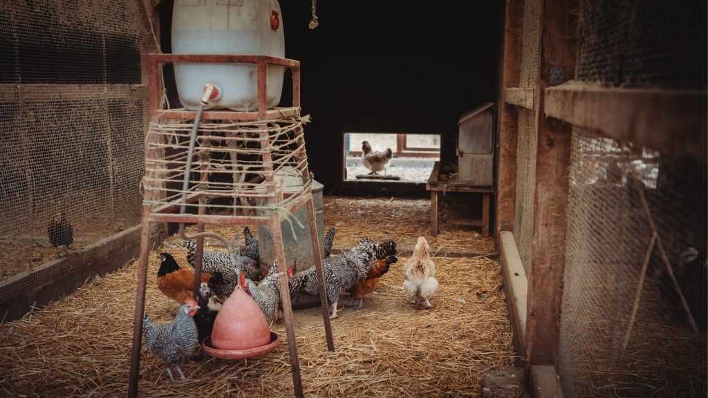 How To Keep Your Chicken Coop Dry