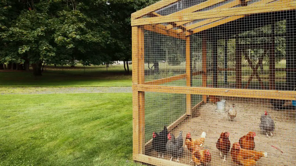 How To Keep Your Chicken Coop From Smelling