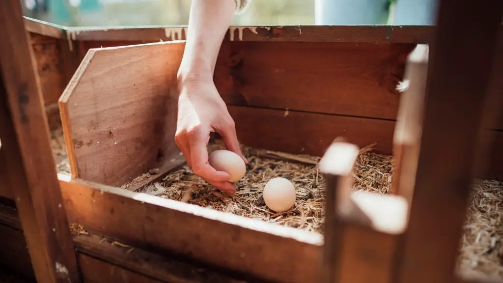 How To Spot Clean Your Chicken Coop