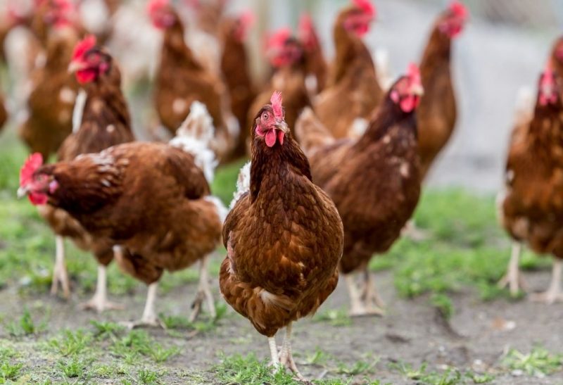 How To Start a Free-Range Chicken Farm