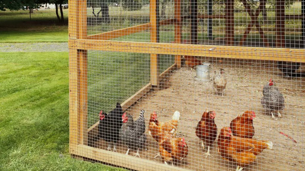 How much does it cost to build a chicken house