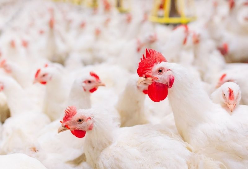 How to Start a Broiler Chicken Farm