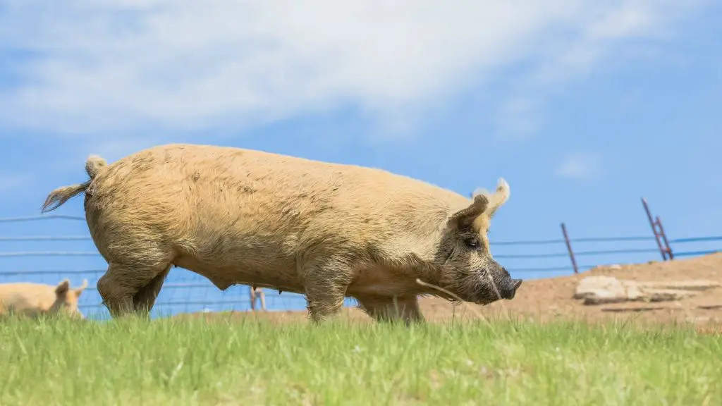 Large White Pigs