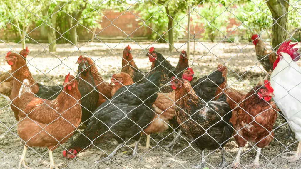 Long-Term Costs of Raising Live Chickens