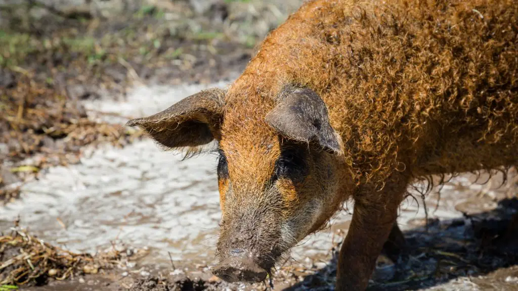 Mangalica Pigs