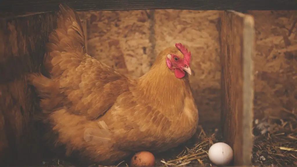 Pick a Chicken Breed That You Will Use for Egg-Laying