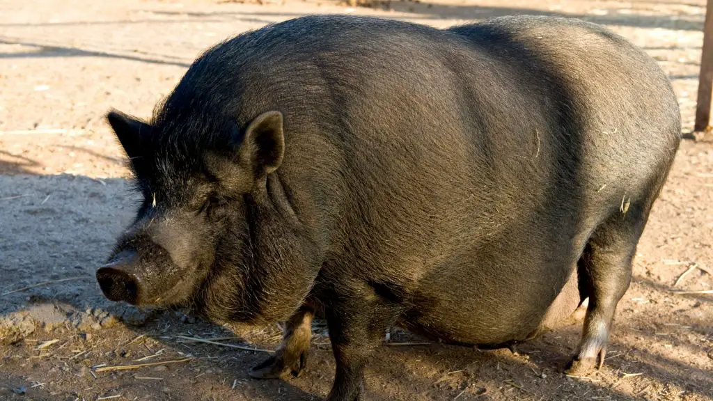 Pot-Bellied Pigs