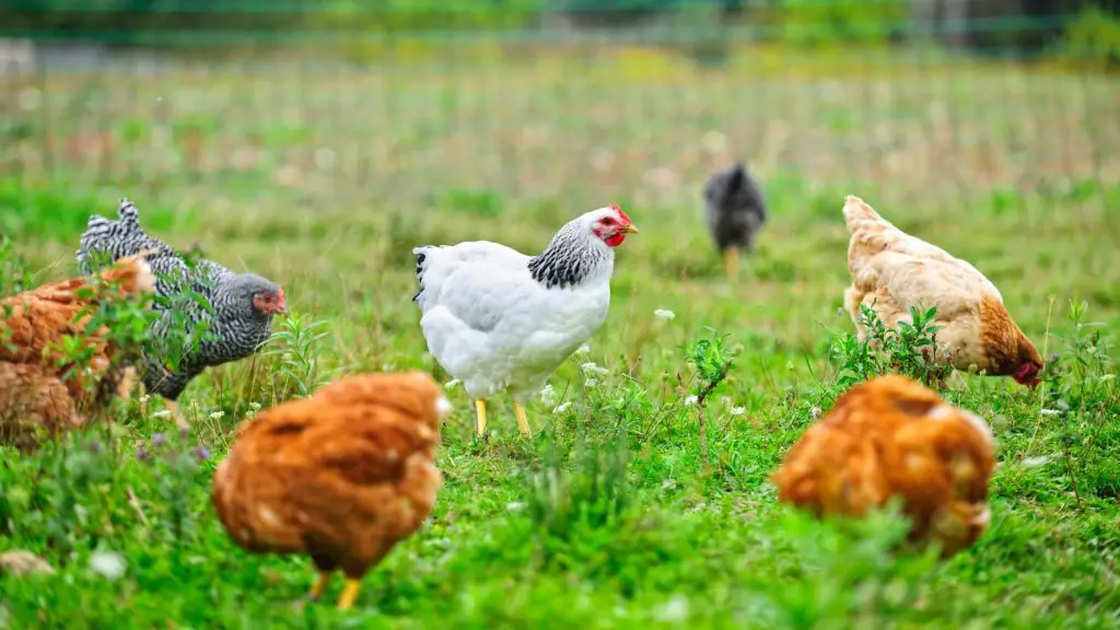 Setting Up a Chicken Space