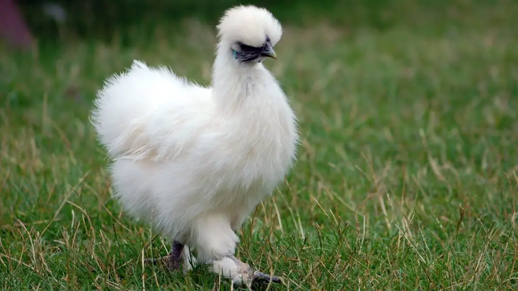 Silkie