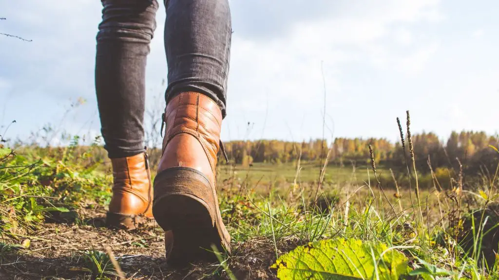 Steps to Starting a Free-Range Chicken Farm