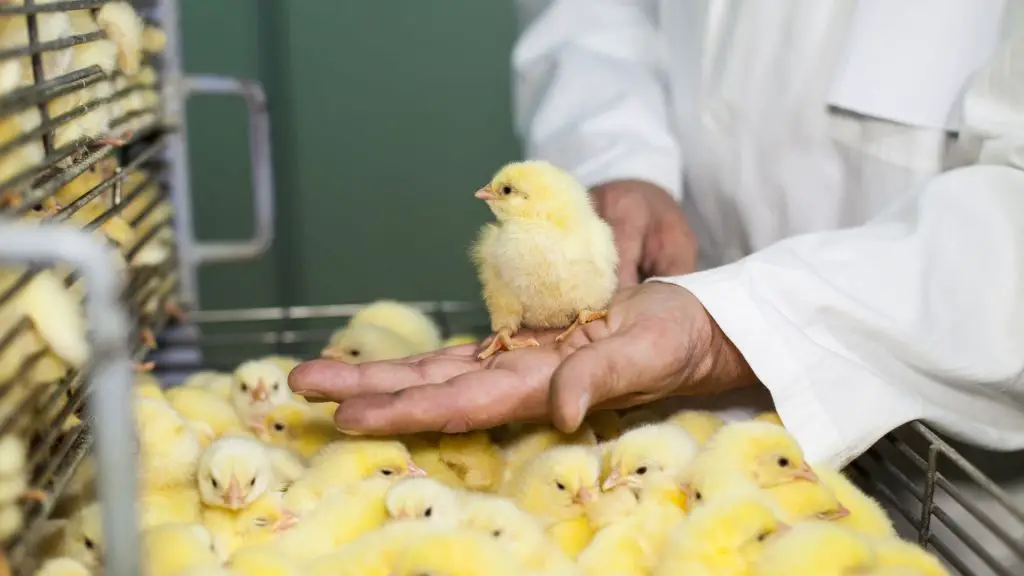 Steps to Take When Your Broiler Chicks Arrive