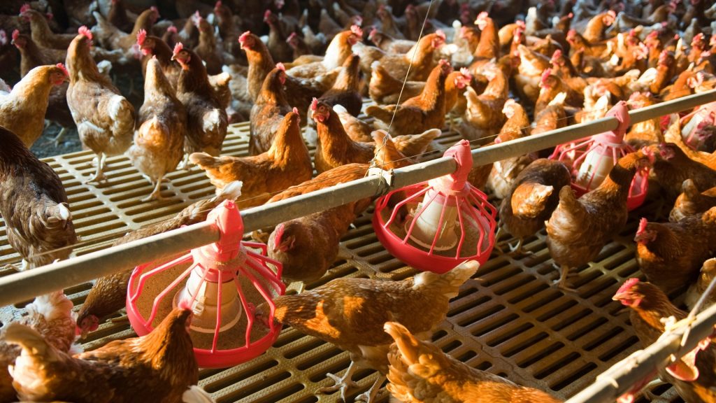 Types of Chicken Farming