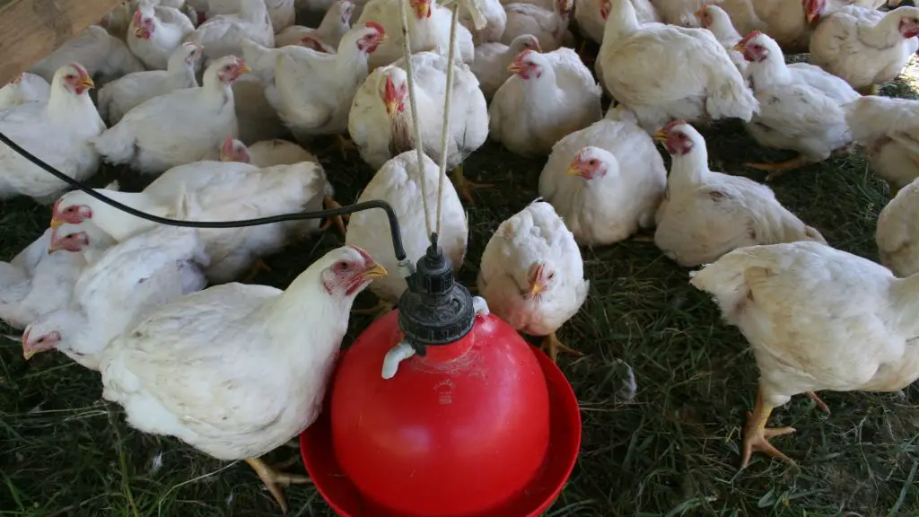 Water Amount in a Coop