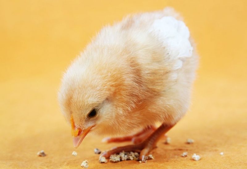 What Do Baby Chicks Eat