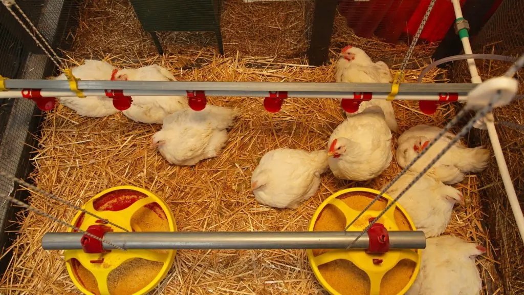 What Is Required for a Chicken Farm