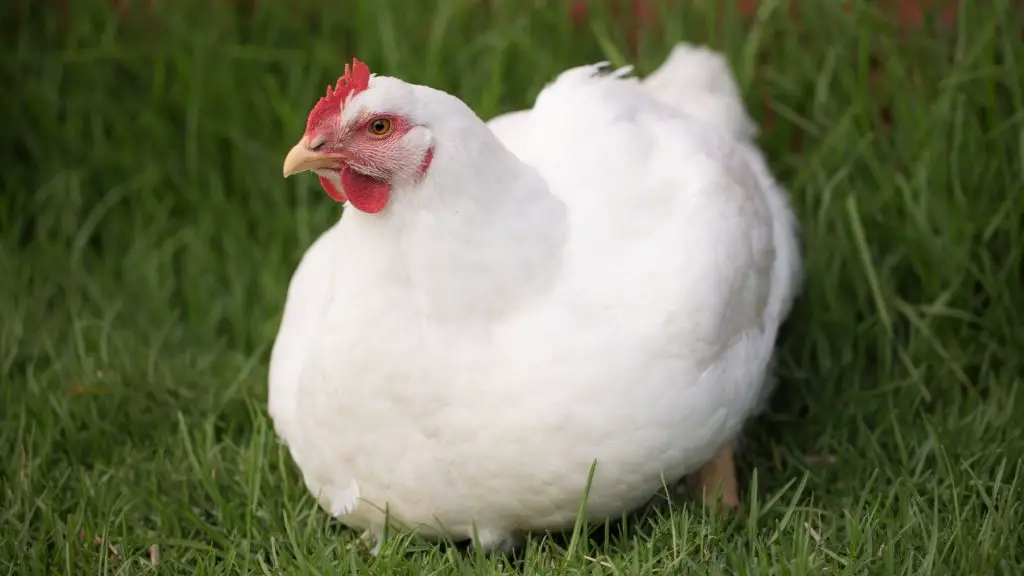 How to Start a Broiler Chicken Farm? | A Complete Guide - Farm and ...