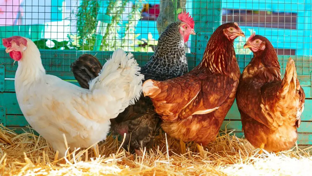 high egg production chicken breeds