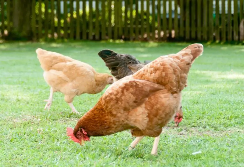 What To Feed Backyard Chickens