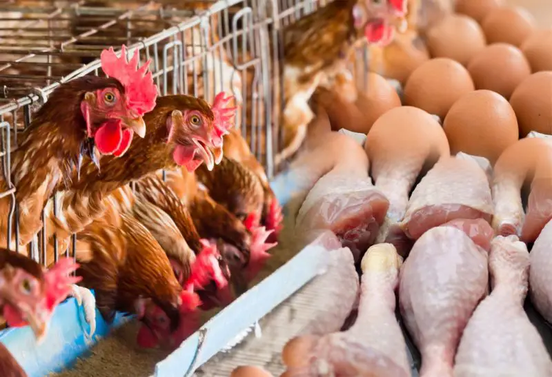 What To Know About Chicken Farming