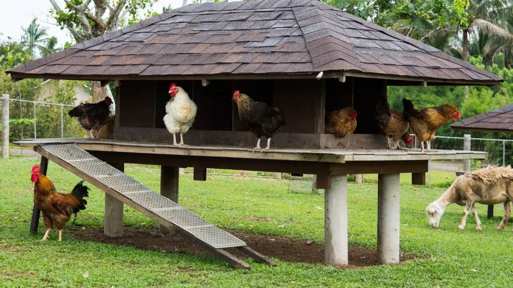 What Will Keep Snakes Away From Chicken Coop