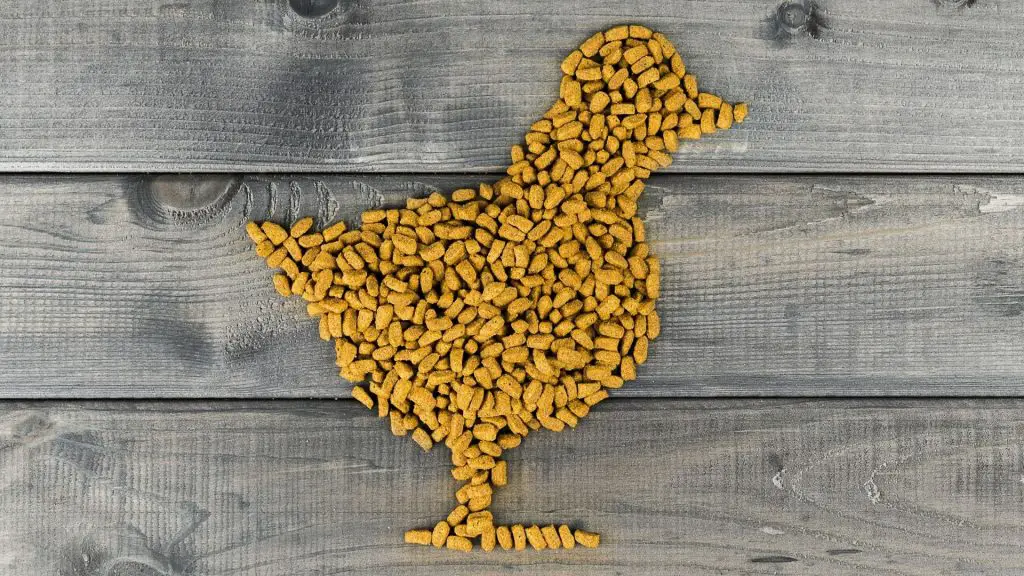 Where To Buy Chicken Feed