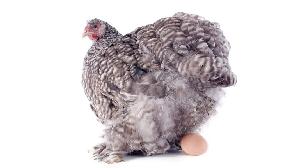 Why Do Some Chickens Lay Brown Eggs