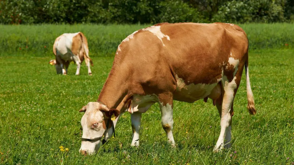 female cows