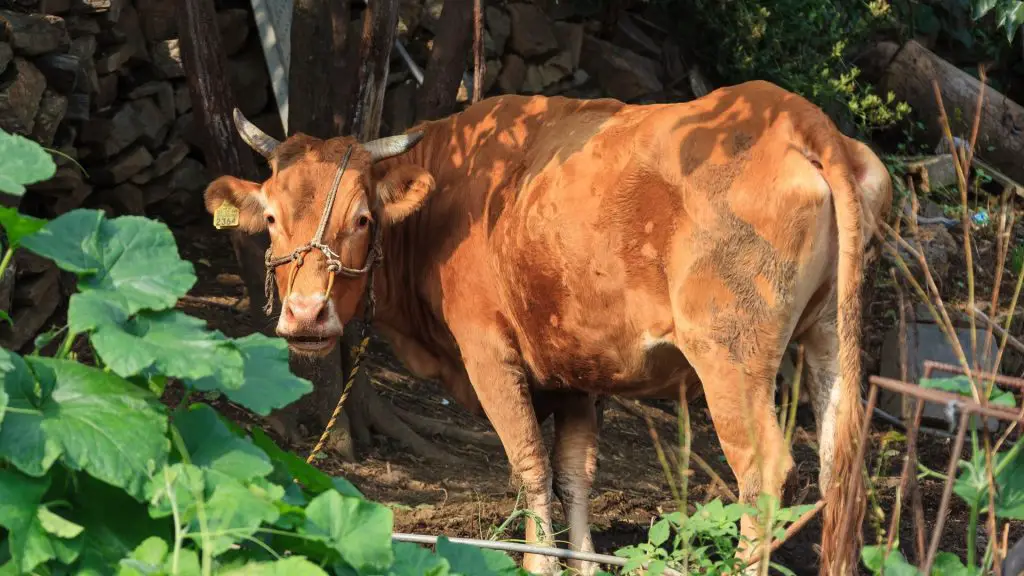 male cow as a bull
