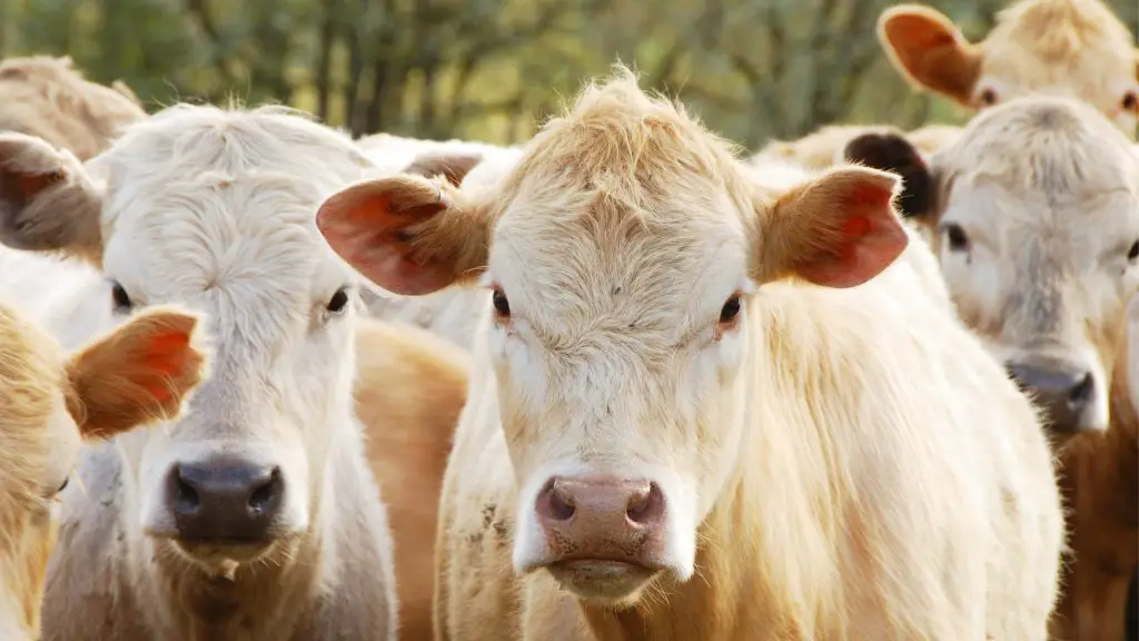 male cow as a steer