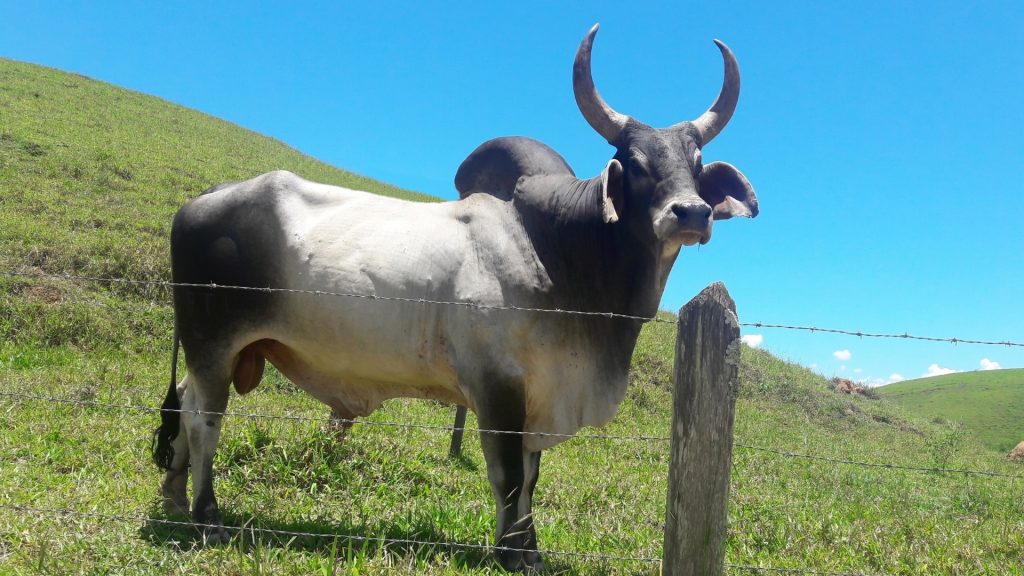 male cow as an ox