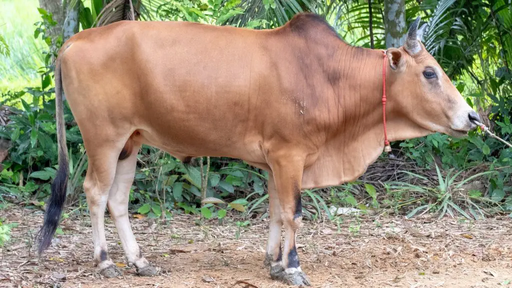 male cows