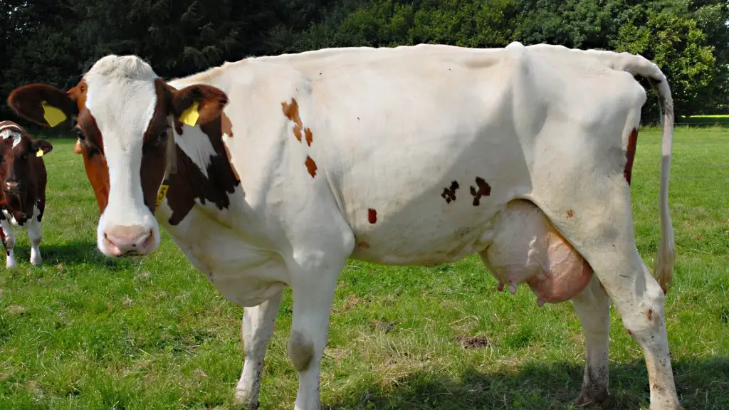 overview of an udder