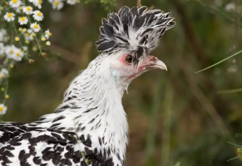 9 Chickens With Fluffy Heads
