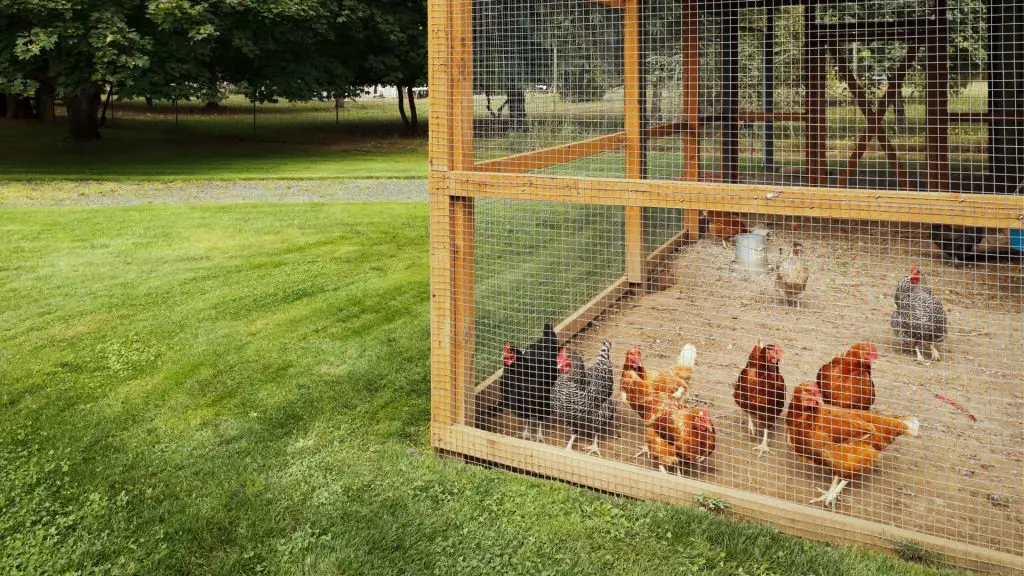 Where to Put Chicken Coop? Information and Facts Farm and Chill