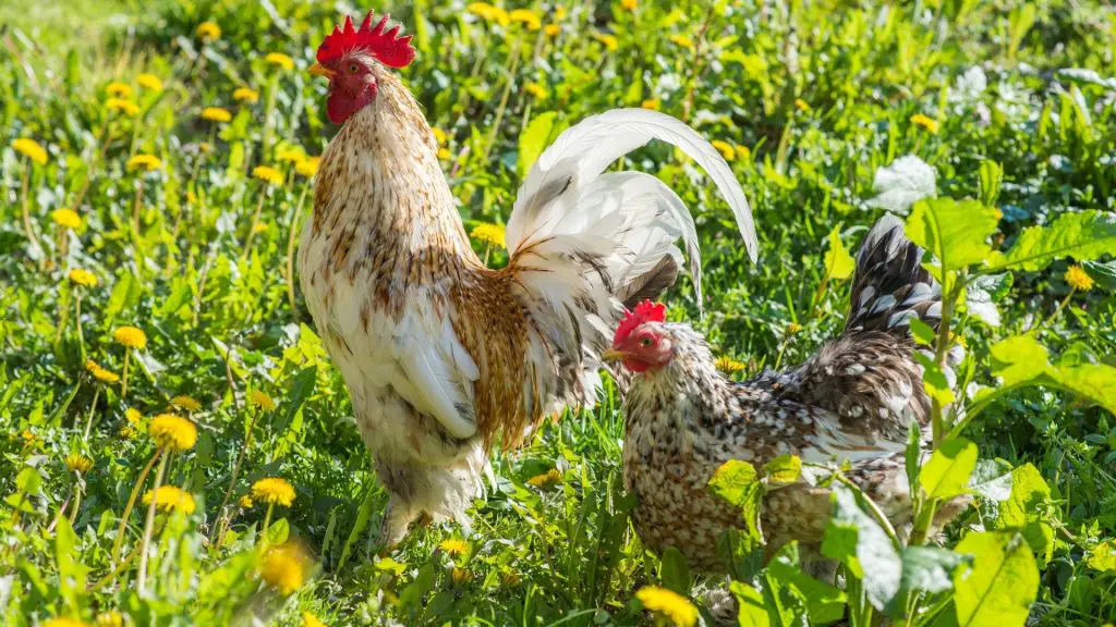 Chicken and a Rooster