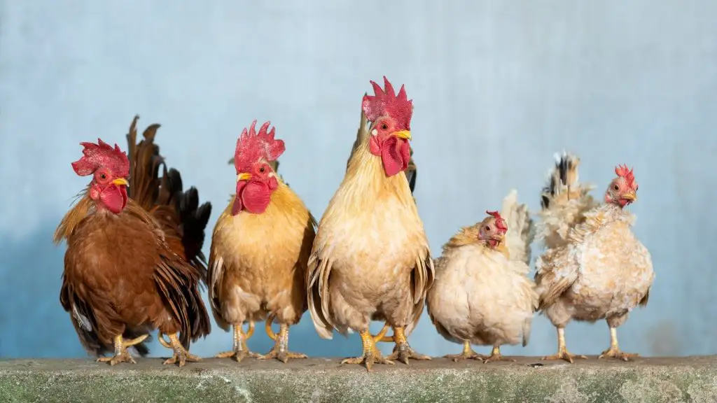 Chickens vs. Hens The Difference Explained