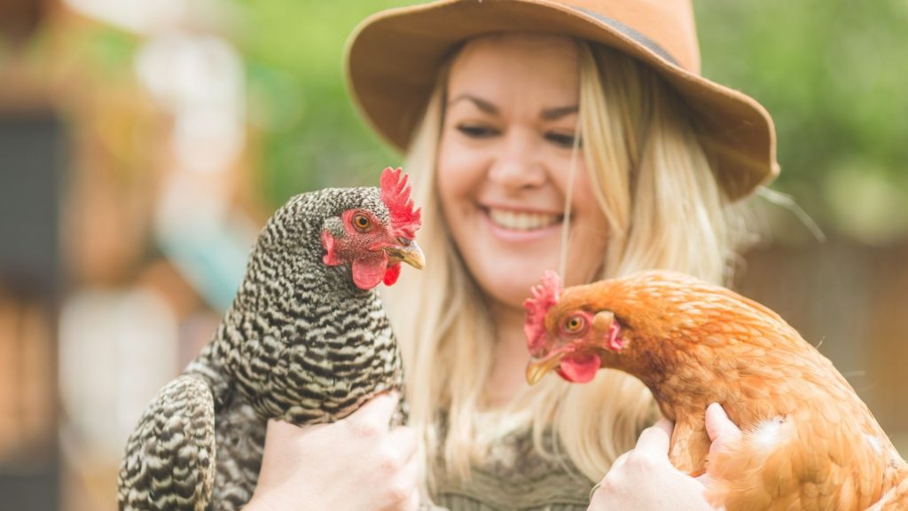 Consider the Daily Chicken Care Routines