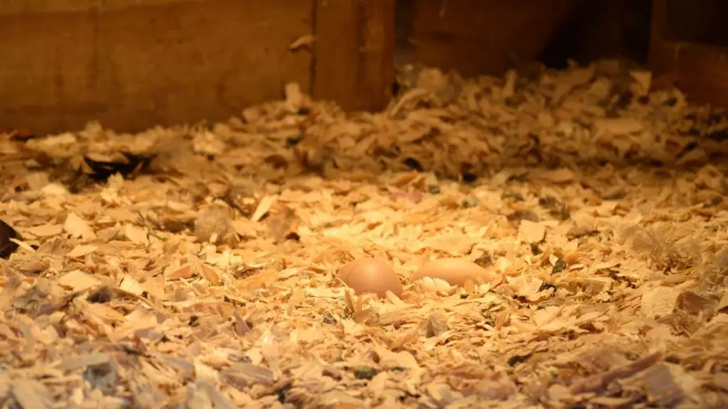 Should You Insulate Your Chicken Coop in Winter???!!! 